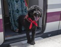 Un perro en un tren.