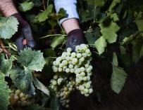 La ola inflacionaria amenaza con desequilibrar el mercado del vino