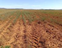 Inquietud entre los cerealistas españoles por la entrada masiva de grano ucraniano