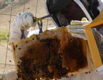 El extraño caso de la miel: Europa regula su etiquetado pero no contenta a nadie