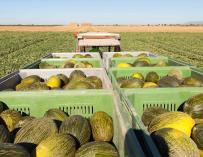 Los productores de sandía y melón temen que las importaciones hundan los precios