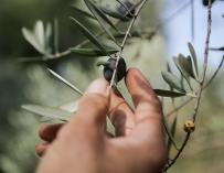 El olivar recupera sus perspectivas de producción con las lluvias de octubre.