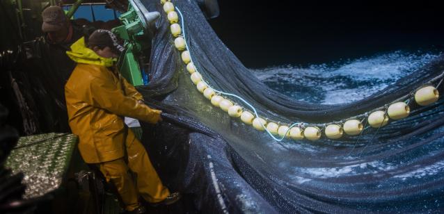 Pesca anchoa en el mar Cantábrico