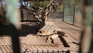 Leones en un zoo de Sudán