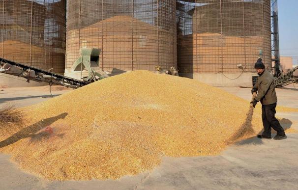 El CSIC en Pontevedra y Zaragoza estudia la conservación del maíz argelino