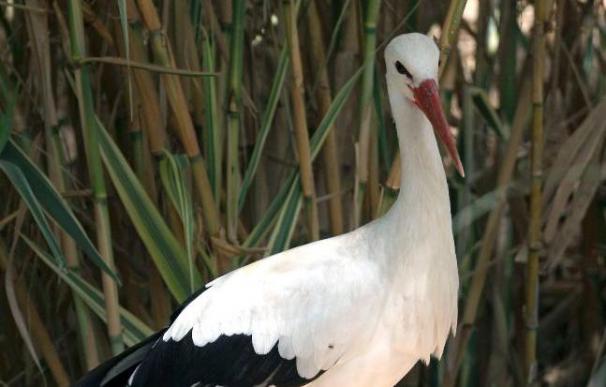 La población de cigüeña blanca alcanza un récord histórico con mil parejas en Palencia