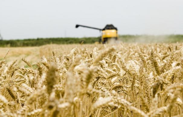 El Gobierno introduce modificaciones técnicas en la norma de calidad del trigo
