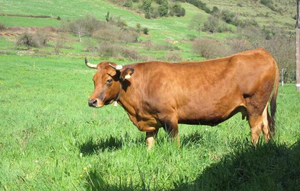 Agricultura y Ganadería autoriza el pago de 16 millones de euros al sector vacuno de carne