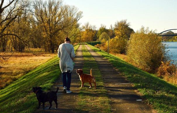 Fotografía de una persona paseando dos perros. En Londres se pueden cobrar 61.000 euros por cuidar una casa y pasear a dos perros.