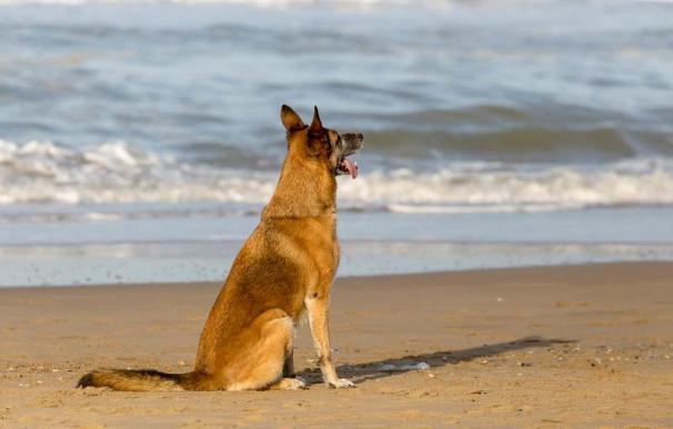 Perro en la playa
