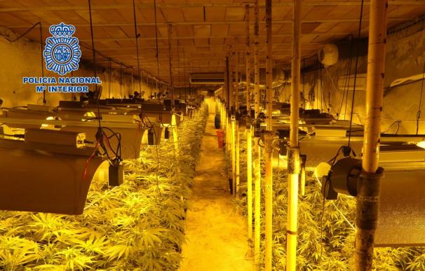 Foto de la mayor plantación de marihuana bajo tierra