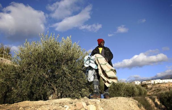 Centenares de migrantes han llegado estos días a la provincia de Jaén para trabajar en la campaña de aceite.