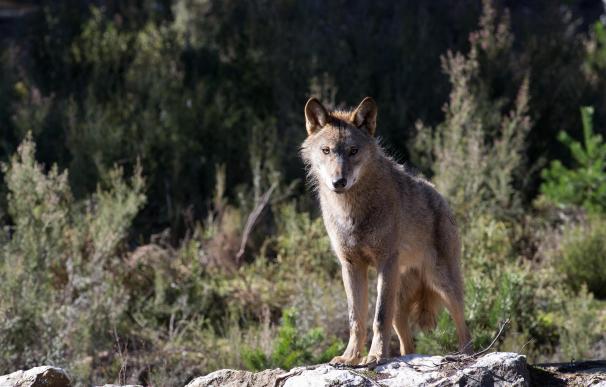 Imagen de un lobo ibérico en un centro de Robledo de Sanabria.