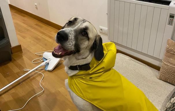 Terra, un perro gallego con un chubasquero de la colección de Zara de ropa para perros.