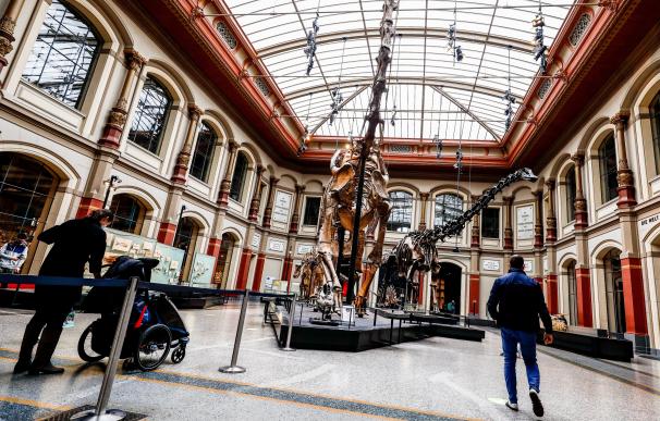 Berlin (Germany), 12/03/2021.- Visitors walk past dinosaur skeletons on display at the Museum fuer Naturkunde (Natural History Museum) in Berlin, Germany, 12 March 2021. Berlin museums are re-opening as coronavirus COVID-19 lockdown measures are gradually eased in the city. (Abierto, Alemania) EFE/EPA/FILIP SINGER