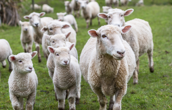Grupo de ovejas en el campo.