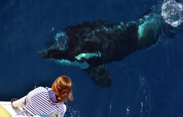 Una orca inspecciona una embarcación en el Estrecho de Gibraltar.