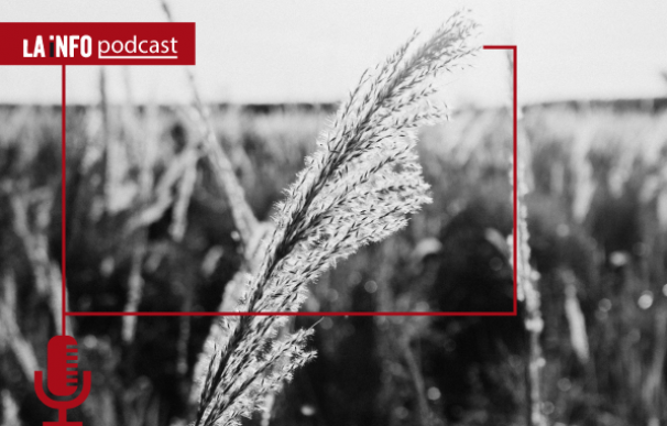 Podcast - Precio del trigo y crisis de Ucrania