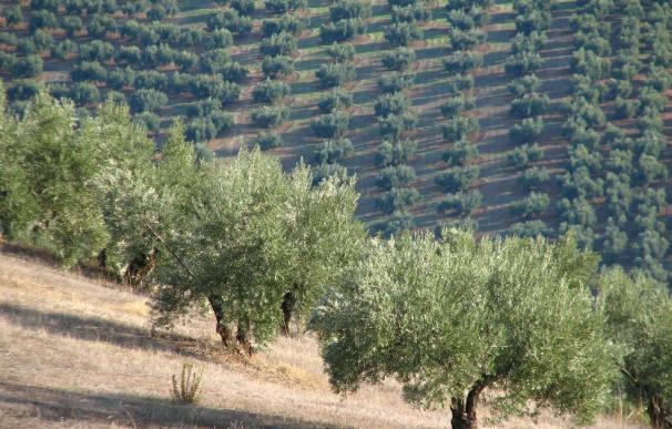 Olivar aceite de oliva