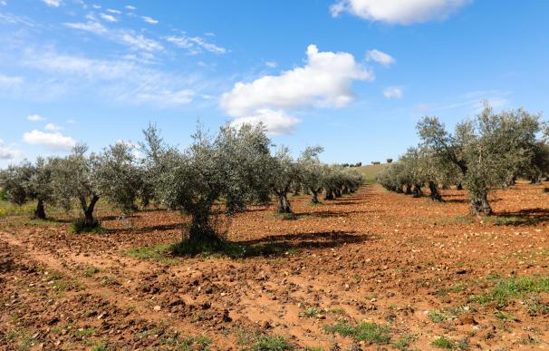 Campo de olivos en las inmediaciones de la localidad de Campo Real