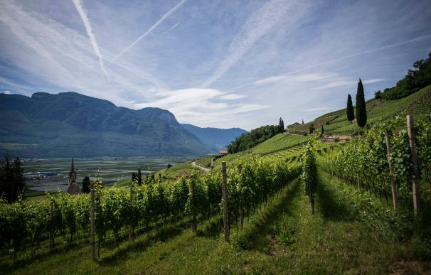 El sector vinícola busca rentabilidad dentro de la producción sostenible.