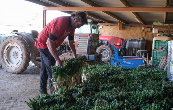 Un agricultor prepara el envío de 'calçots’ en una plantación de Maspujols, a 28 de enero de 2022, en Maspujols.
