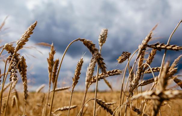 España vigila de cerca el pacto del cereal en el Mar Negro para no quedarse sin grano