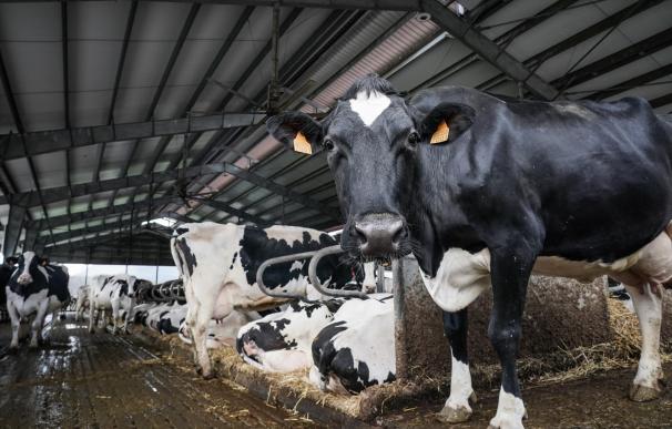 La industria láctea entra en campaña en busca de mejores precios y por la sequía