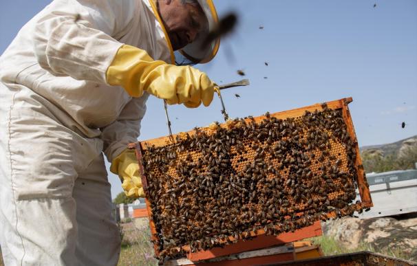 Un enjambre de nanosatélites 'made in Spain' para controlar a millones de abejas