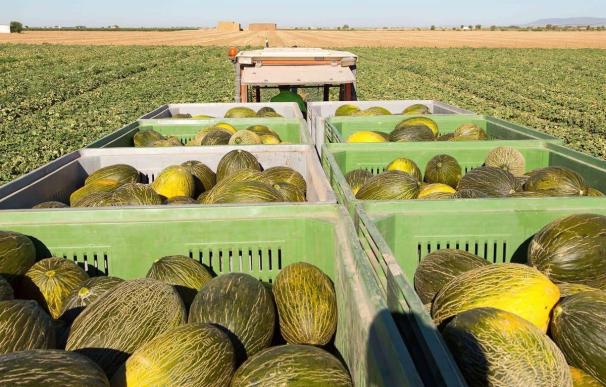 La sequía deja sin melones ni sandías a Mercadona que advierte de una ampliación en la carencia