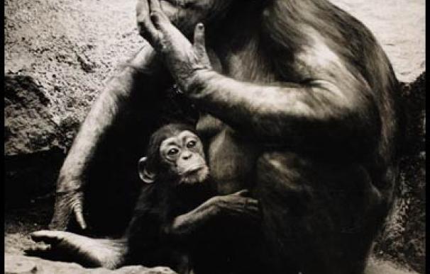 chimpance fumador