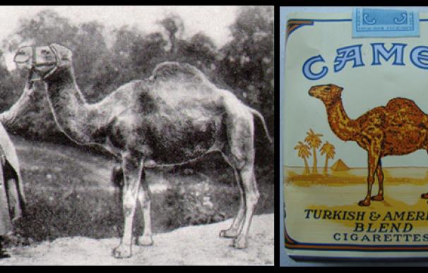 camel finfin
