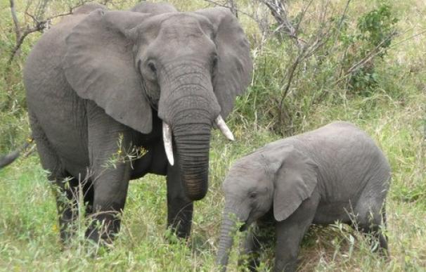 elefante_africano_small