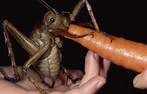 insecto gigante