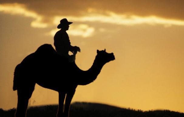camello cowboy
