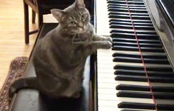 gato pianista