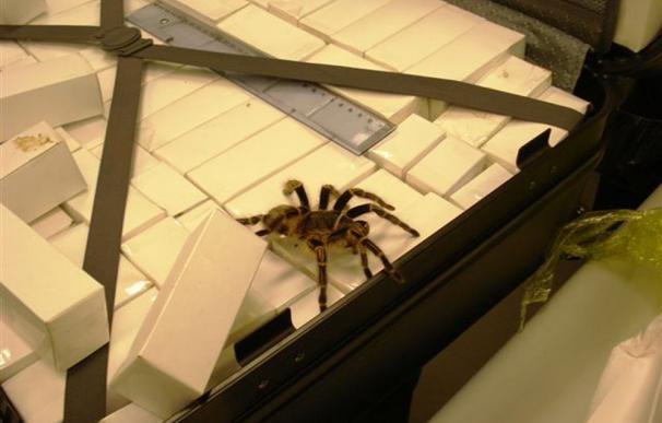Detienen a un turista británico en Brasil con mil arañas vivas en el equipaje