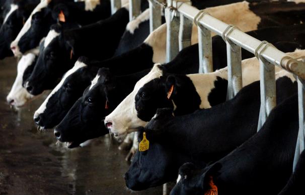 Industrias piden que la UE no se entrometa en la fijación de los precios lácteos