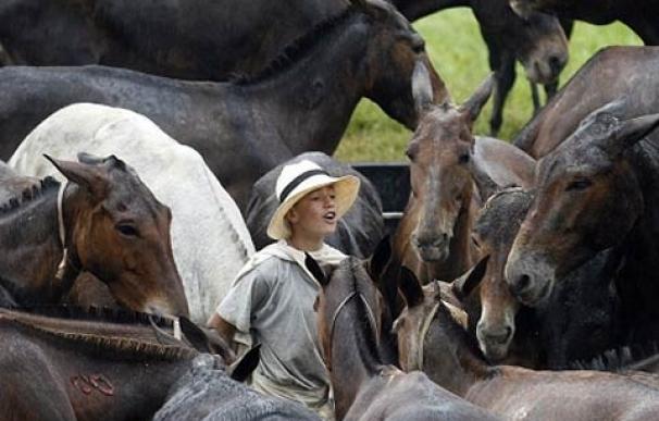 Un niño rodeado de mulas en El Retiro (Colombia)
