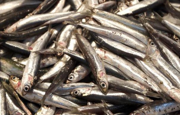 La CE ultima una nueva oferta pesquera que puede incluir el fin de la veda de anchoa
