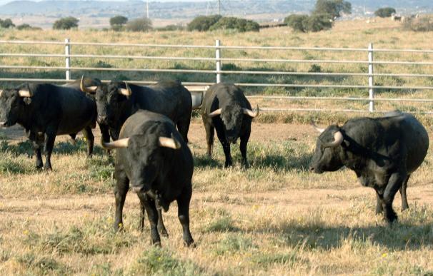La Junta de Andalucía invita al Parlament a conocer la realidad del toro
