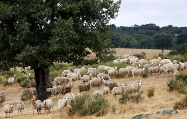 Los ganaderos de ovino y caprino han comenzado a recibir los 13,5 millones de la PAC