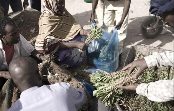 El khat es una droga estimulantes muy popular entre los hombres de Somalilandia | Pulitzer Centre