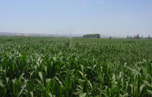 Los Veintiocho no logran una mayoría para aprobar o rechazar la autorización a tres maíces transgénicos