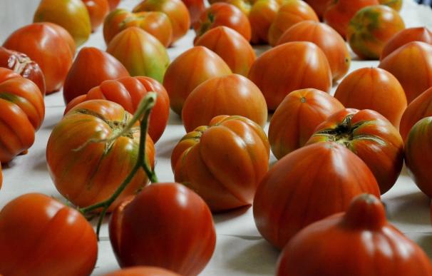Investigadores del CSIC estudian cómo recuperar el sabor de las variedades comerciales de tomate