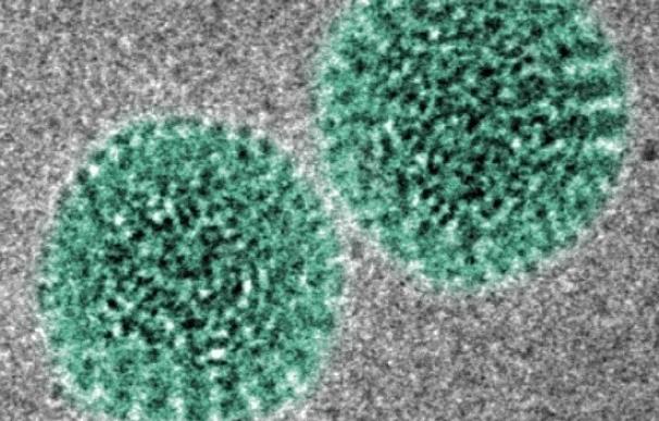 El rotavirus manipula la respuesta del sistema inmune para mantener la infección