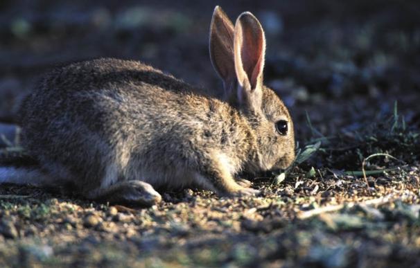 ONGs animalistas entregan 10.000 firmas a eurodiputados para exigir el fin de las jaulas para la cría de conejos