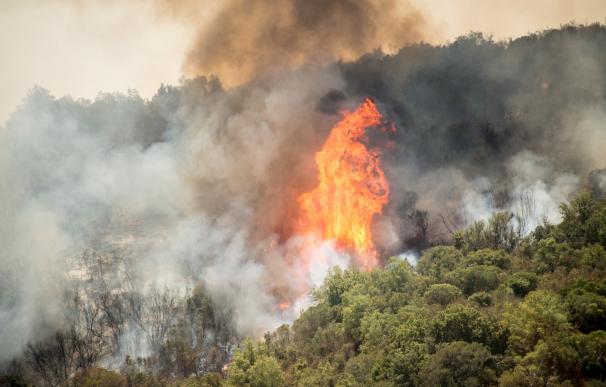 Los incendios provocan el mayor desastre forestal de la historia de Chile