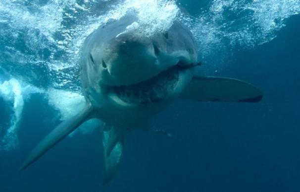 Decenas de tiburones buscan las aguas cálidas de la costa de Israel