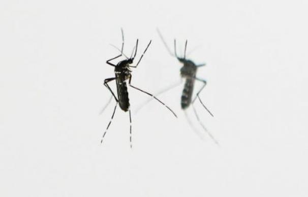 mosquito que provoca el virus 'zika'